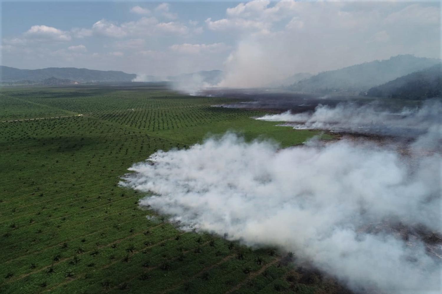 cegah-kebakaran-hutan-gambut-papua-brg-gandeng-masyarakat-adat